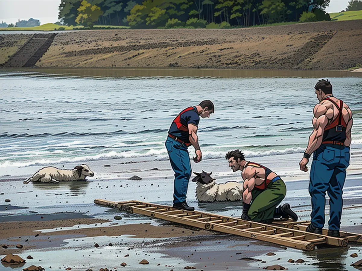 Dressed in waders, the firefighters approached the sheep using a ladder