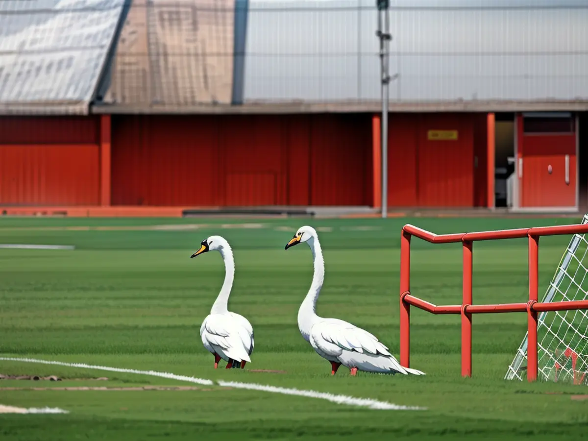 Vendredi, deux cygnes ont fait sensation sur le terrain du FC Bayern.