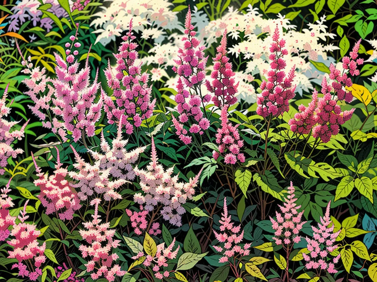 Queste piante perenni a fioritura prolungata mantengono il vostro giardino colorato per tutta l'estate