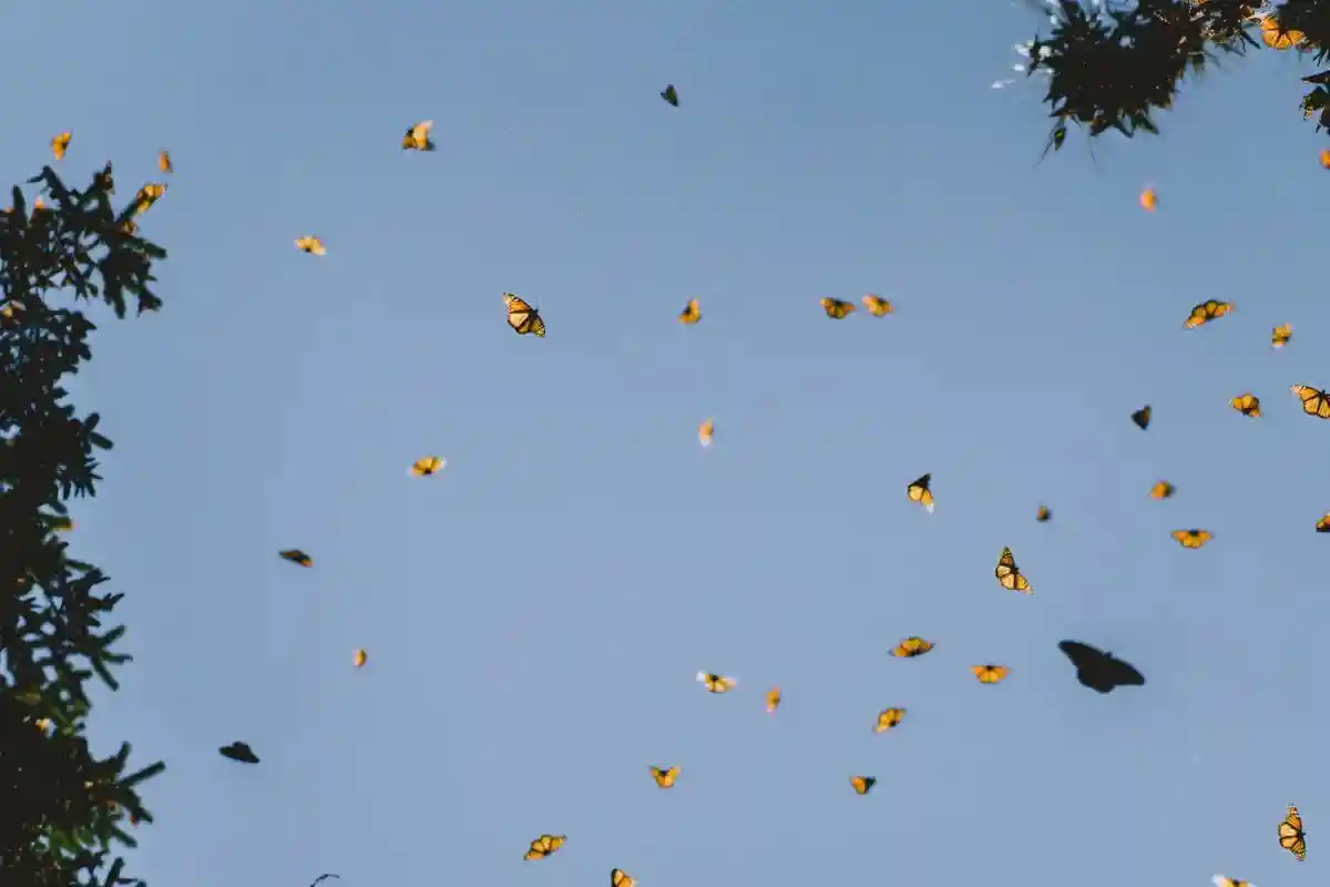 В ФРГ вымирают насекомые и птицы. Фото: Shiebi AL / unsplash.com