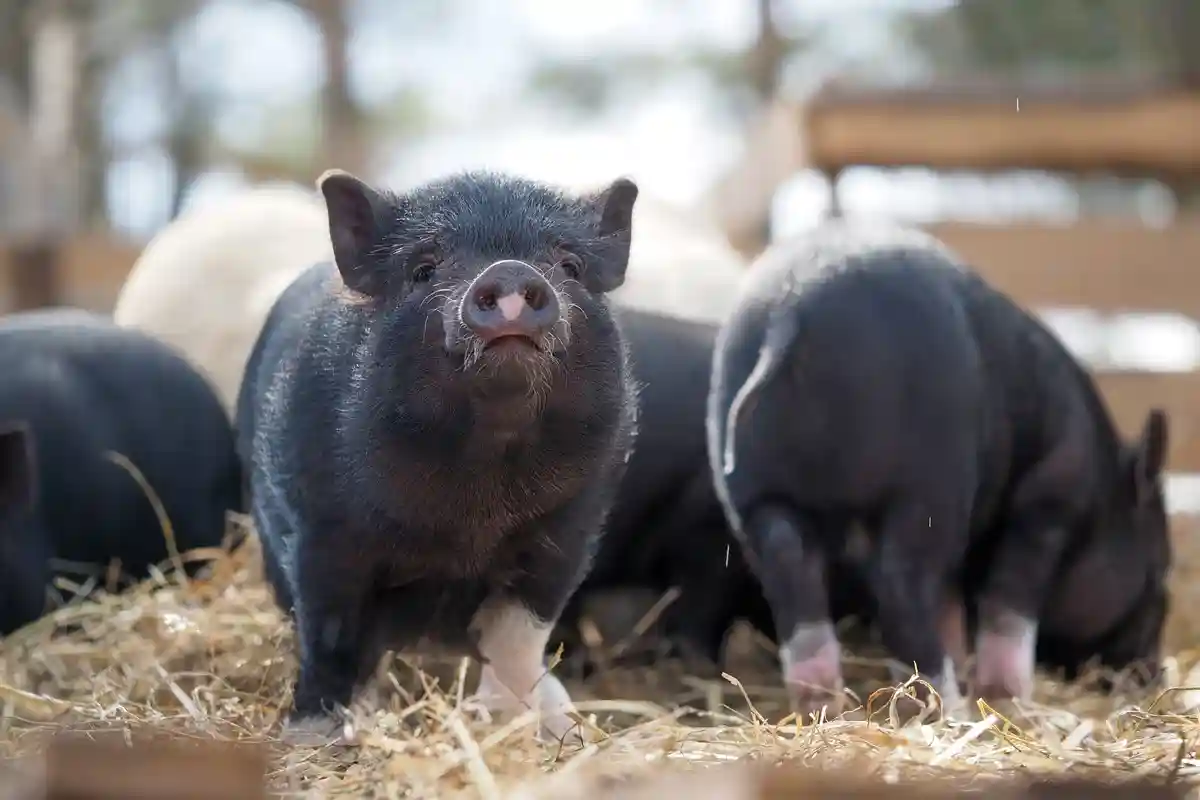 Африканская чума свиней. Фото: Irina Kozorog / shutterstock.com