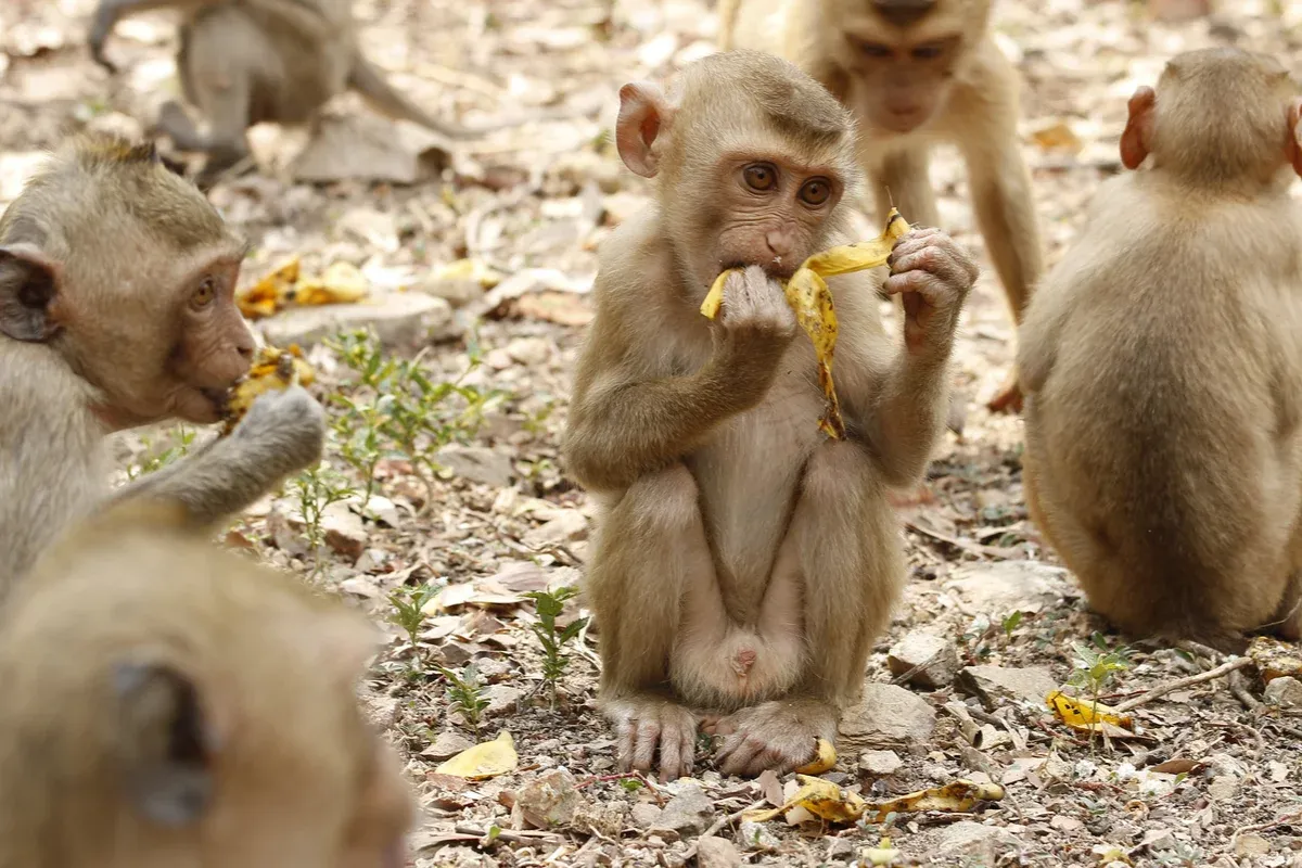 Baboon Eats Baby Gazelle Alive