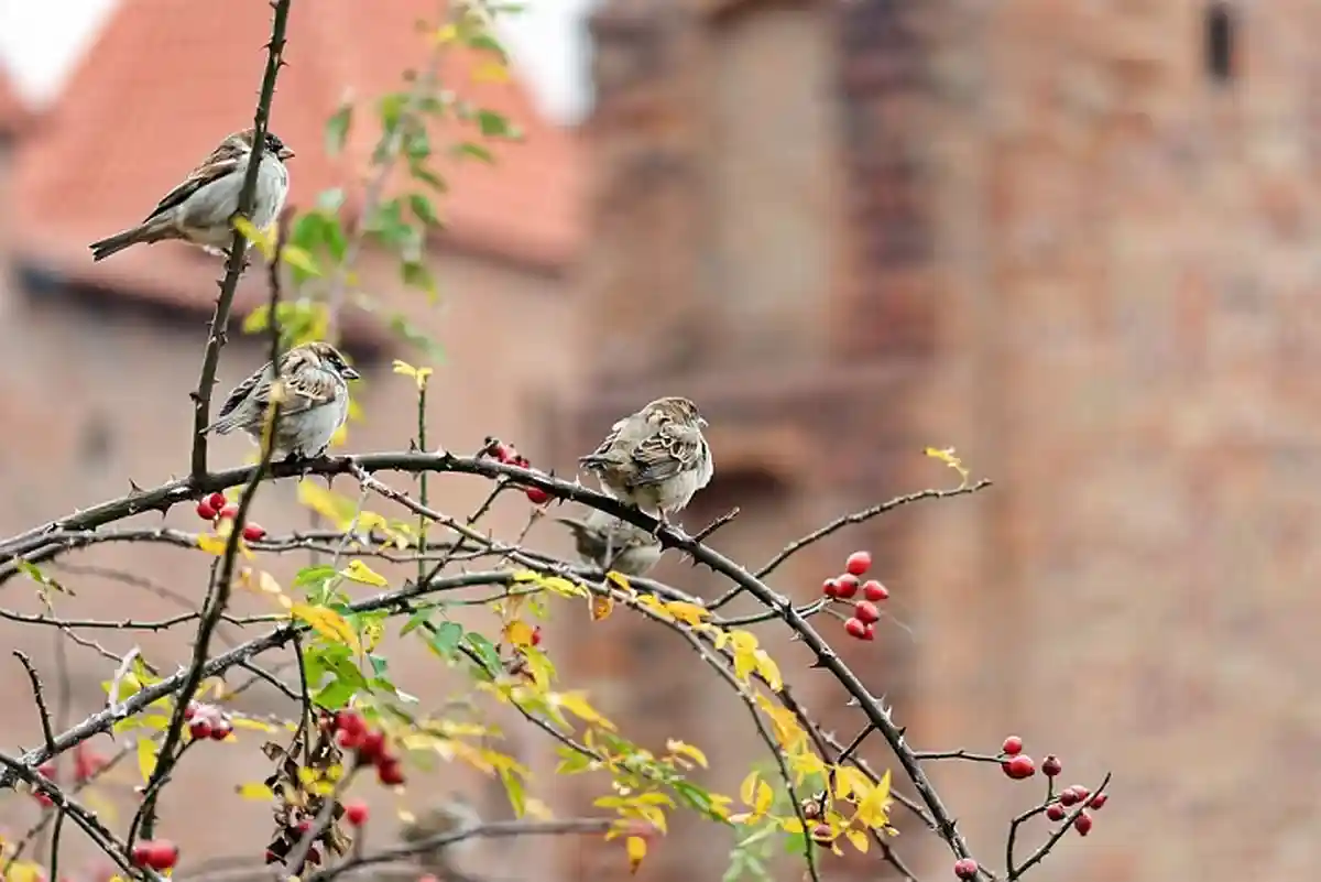 Маленькие птицы в городе. Bird-5818932_960_720.