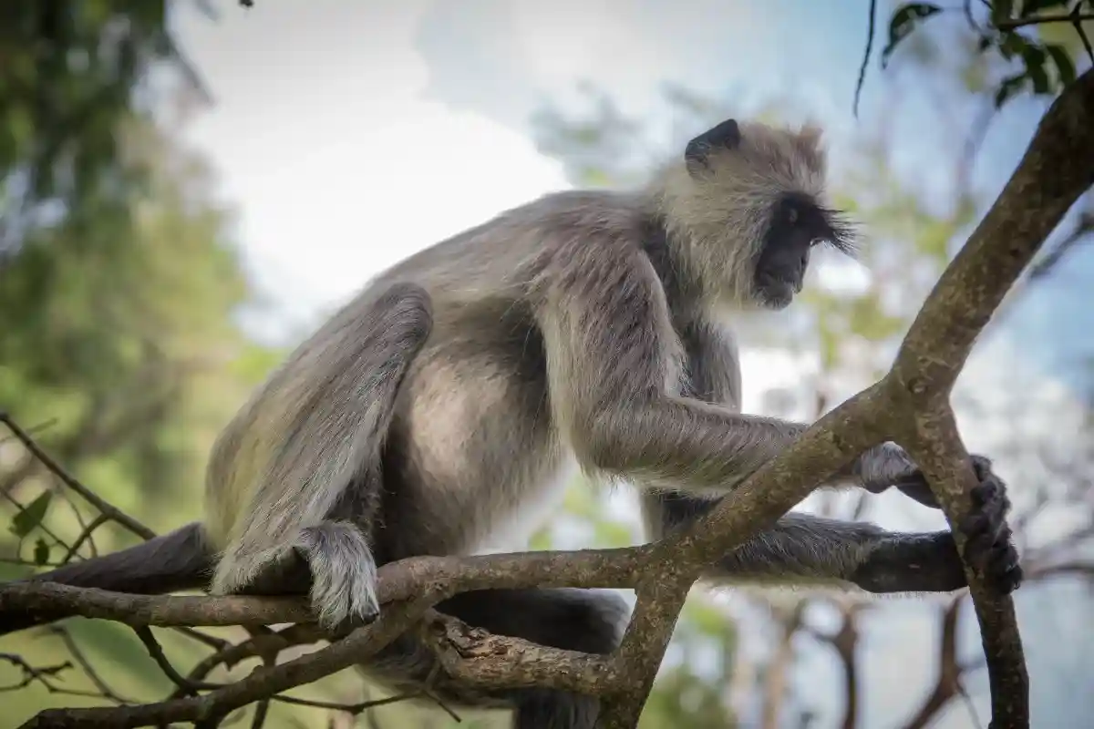 Стало известно, что оспа обезьян опаснее коронавируса