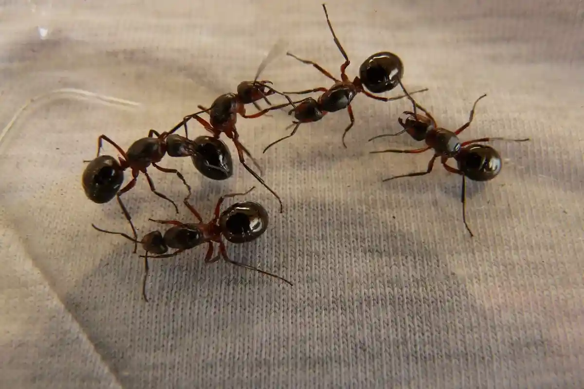 Как сделать ловушки от муравьев и других вредителей, которые защитят плодовые деревья