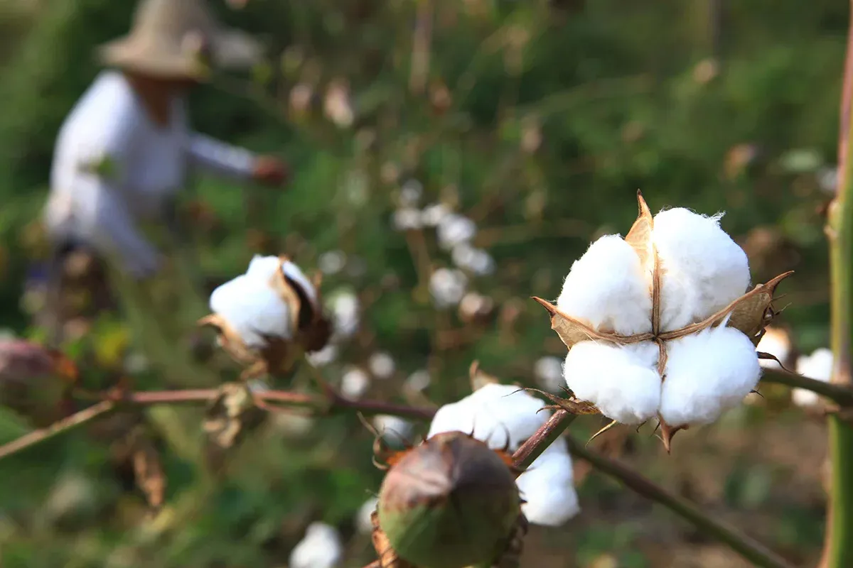 How Long Is A Cotton Picking Minute