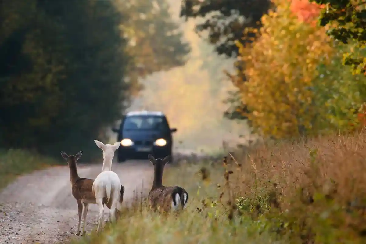 В ноябре количество автомобильных аварий с дикими животными увеличивается. Фото: Gallinago_media / Shutterstock.