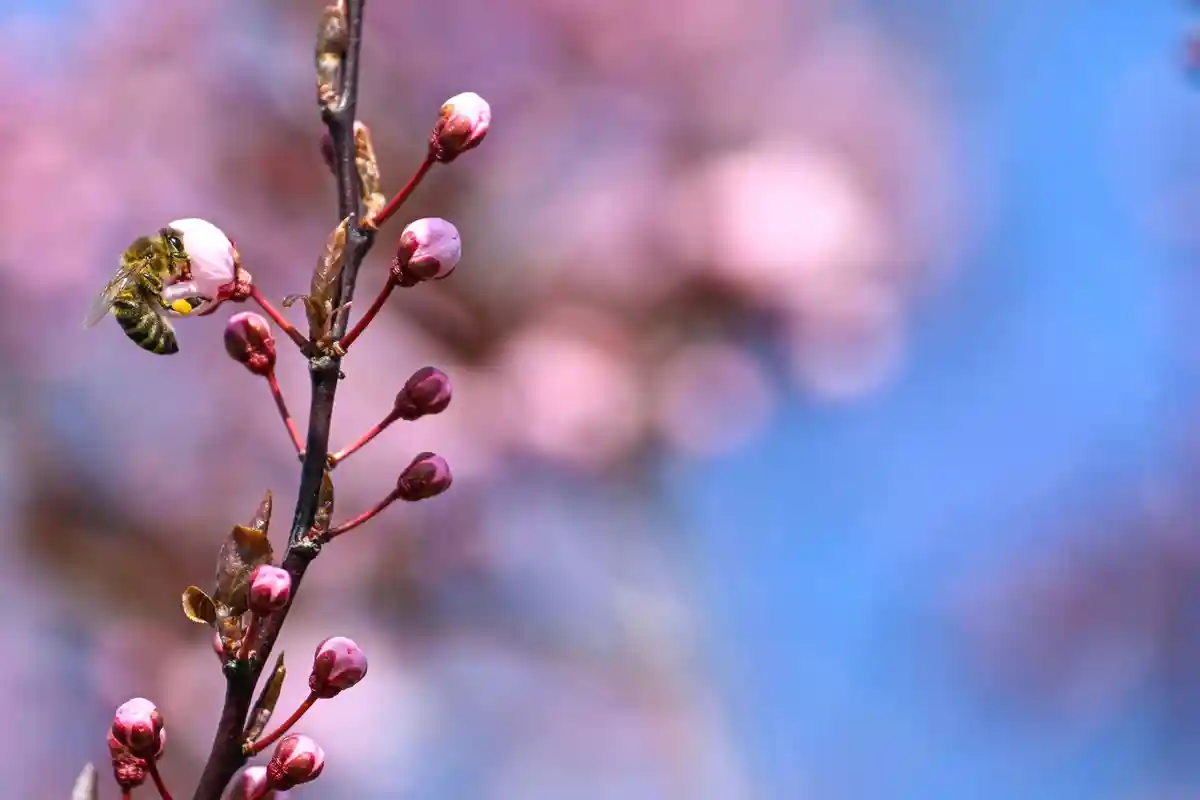 Много облаков при весенней температуре в Саксонии