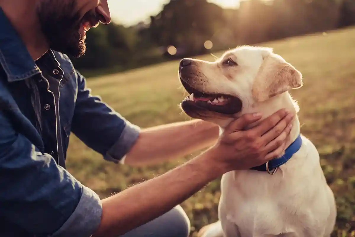 Обнаружен вирус собачьей чумы: защитите собак с помощью вакцинации