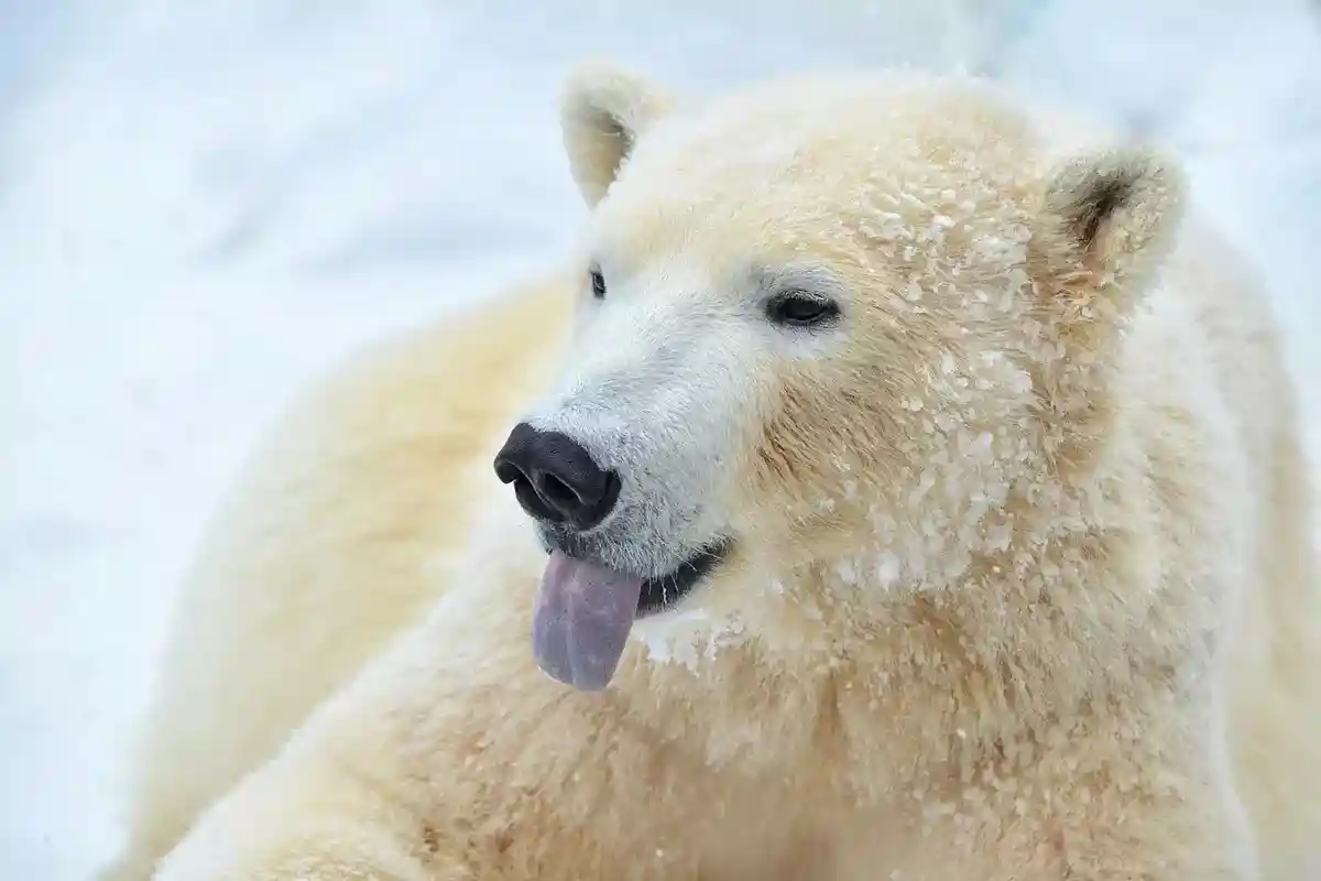 В зоопарке Хагенбек есть телевидение для белых медведей