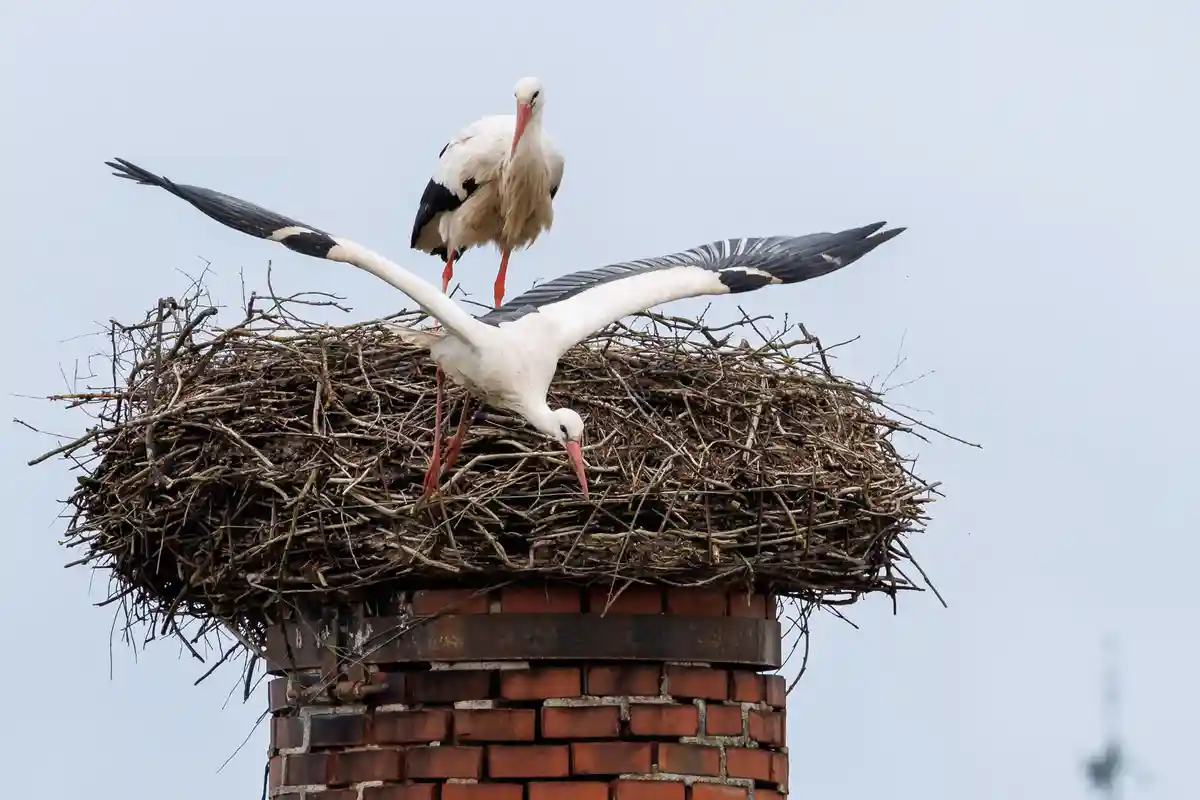 Как сделать гнездо для аистов на даче