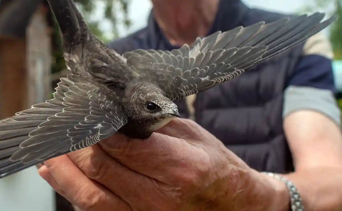 Swifts