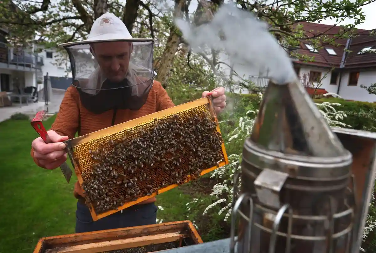 Пчелы в Баварии хорошо перезимовали