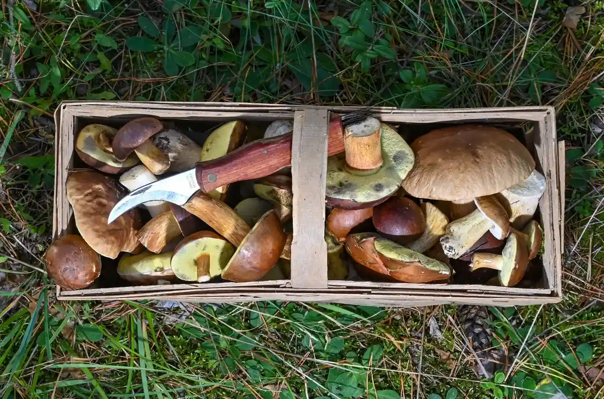Сбор дикорастущих грибов