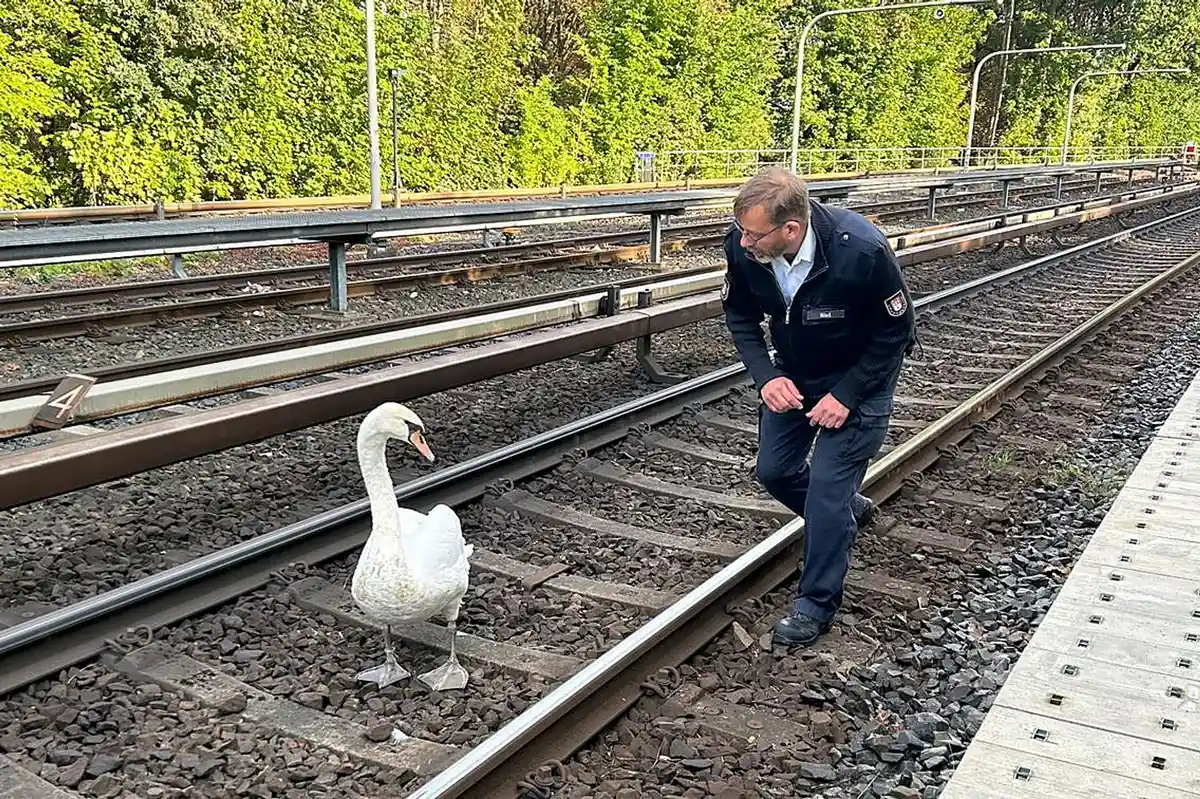Лебедь ненадолго парализовал работу гамбургской линии метро U1