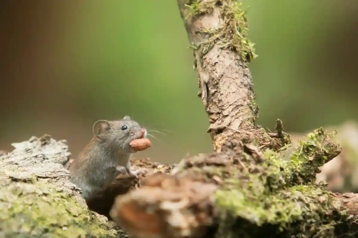 Мыши угрожают лесам Нижней Саксонии.  Фото: Pexels License / Pexels.com